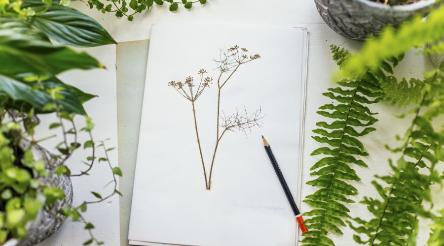 scientific illustrations